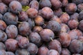 A lot of a purple plums