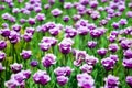A lot of purple tulips flowers on blurred background closeup, blooming summer field with violet tulips, spring season green meadow Royalty Free Stock Photo