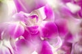 Blur Purple with white orchid flowers close-up Royalty Free Stock Photo