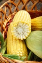 A lot of raw corn in a basket Royalty Free Stock Photo