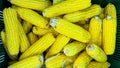 A lot of raw corn cob Royalty Free Stock Photo