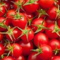 A lot of red cherry tomato Royalty Free Stock Photo