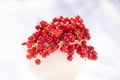 Red currant bowl, focus on foreground