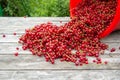 A lot of red currants on a wooden table on the street. Nearby is a red bucket with a lot of currant collected. View from the side Royalty Free Stock Photo