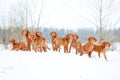 A lot of red dogs visla are playing the snow, portrait