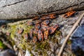 lot of red fire bugs on a place in the sun on moss Royalty Free Stock Photo