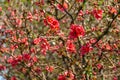 Lot of red flowers Japanese quince or Chaenomeles japonica covered branches on blurred garden background. Spring sunny day Royalty Free Stock Photo