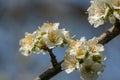 Lot of red flowers Japanese quince or Chaenomeles japonica covered branches on blurred garden background. Spring sunny day Royalty Free Stock Photo