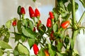 A lot of red fruits of hot chili pepper ripen on the bush indoors against the window Royalty Free Stock Photo