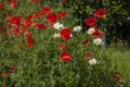 A lot of red poppies and small daisy flowers