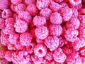 A lot of red raspberries