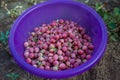 many red ripe gooseberries freshly picked in a bowl in the countryside Royalty Free Stock Photo