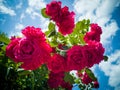 A lot of Red Roses on the Blue Sky