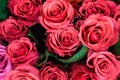 A lot of red roses collected in a bouquet Royalty Free Stock Photo