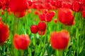 A lot of red tulips flowers blossom blurred bokeh background close up, blooming pink tulips on green field soft focus macro Royalty Free Stock Photo