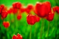 A lot of red tulips flowers blossom blurred bokeh background close up, blooming pink tulips on green field soft focus macro Royalty Free Stock Photo