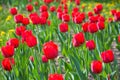 Lot of red tulips in the spring sunshine Royalty Free Stock Photo