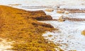 Very disgusting red seaweed sargazo beach Playa del Carmen Mexico