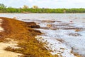 Very disgusting red seaweed sargazo beach Playa del Carmen Mexico