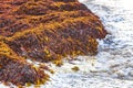 Very disgusting red seaweed sargazo beach Playa del Carmen Mexico