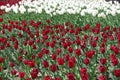 A lot of red and white flowers of tulips Royalty Free Stock Photo