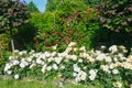 A lot of red, white, pink roses in the rose garden among the green trees Royalty Free Stock Photo