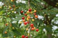 A lot of red yellow cherry berries on a thin branch Royalty Free Stock Photo