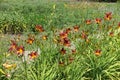 A lot of red and yellow flowers of daylilies in June Royalty Free Stock Photo