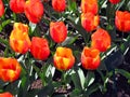 Lot of red yellow tulips, texture of red yellow flowers, beautiful background of spring flowers, a large flower bed with tulips Royalty Free Stock Photo