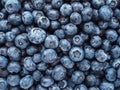 a lot of ripe blueberries closeup Royalty Free Stock Photo