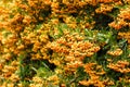 A lot of ripe buckthorn berries on branches closeup.