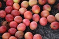 A lot of ripe cherry plum lying on the ground, close-up on a sunny day Royalty Free Stock Photo