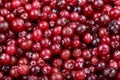 A lot of ripe cranberry background Royalty Free Stock Photo