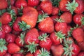 Lot of ripe delicious strawberries