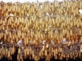 A lot of ripe dried corn cobs hanging on bamboo bar in the autumn sun Royalty Free Stock Photo