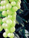 A lot of ripe grapes close-up. Grape sort. Vineyard ripe grapes in harvest season. Royalty Free Stock Photo