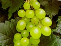A lot of ripe grapes close-up. Grape sort. Vineyard ripe grapes in harvest season. Royalty Free Stock Photo