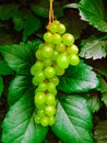 A lot of ripe grapes close-up. Grape sort. Vineyard ripe grapes in harvest season. Royalty Free Stock Photo