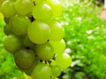 A lot of ripe grapes close-up. Grape sort. Vineyard ripe grapes in harvest season. Royalty Free Stock Photo