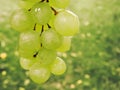 A lot of ripe grapes close-up. Grape sort. Vineyard ripe grapes in harvest season. Royalty Free Stock Photo