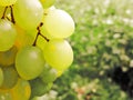 A lot of ripe grapes close-up. Grape sort. Vineyard ripe grapes in harvest season. Royalty Free Stock Photo