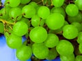 A lot of ripe grapes close-up. Grape sort. Vineyard ripe grapes in harvest season. Royalty Free Stock Photo