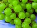 A lot of ripe grapes close-up. Grape sort. Vineyard ripe grapes in harvest season. Royalty Free Stock Photo