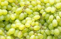 Lot of ripe green grapes. Royalty Free Stock Photo