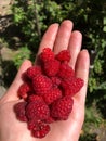 A lot of ripe juicy red raspberry berries clouse up in the palm