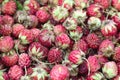 Lot of ripe pink wild strawberries as background. Summer harvest on farm. Berries for smoothies. Royalty Free Stock Photo