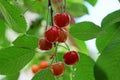 Ripe red berries of a cherry on a branch with green leaves Royalty Free Stock Photo