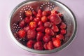 a lot of ripe red strawberries lie in a sieve. sieve stands on a pink background Royalty Free Stock Photo