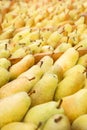 A lot of ripe yellow pears after harvest in a box. Market or supermarket Royalty Free Stock Photo