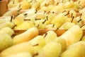 A lot of ripe yellow pears after harvest in a box. Market or supermarket. Royalty Free Stock Photo